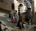 A picture of home milk delivery in Bangalore.
